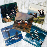 Puffin Artwork Cards