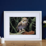 Julian Friers Little Owl Print