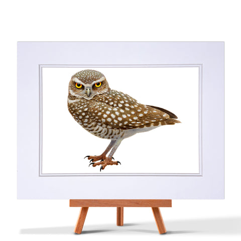 Burrowing Owl Fine Art Print