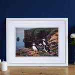 Julian Friers Puffins On Cliff Edge Print