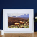 Julian Friers Highland Cattle Print