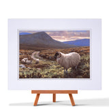 Scottish Blackface Sheep Fine Art Print