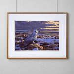 Snowy Owl Fine Artwork