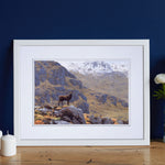 Julian Friers Stag Early Spring Print